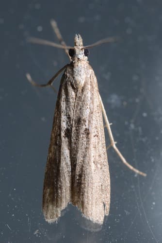 Eudonia leptalaea