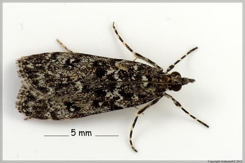 Eudonia philerga