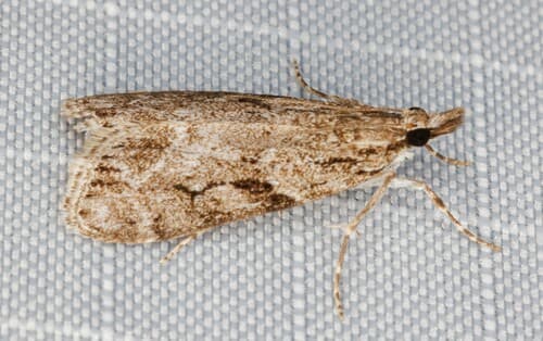 Spencer's Eudonia