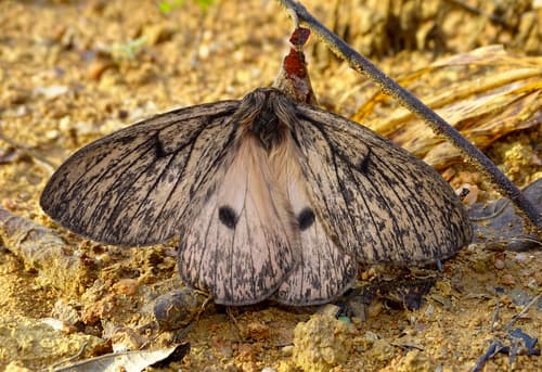 No common name found