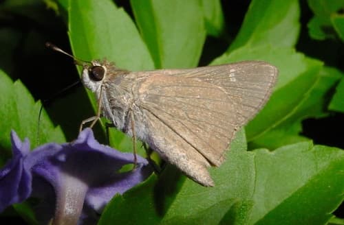 Eufala Skipper