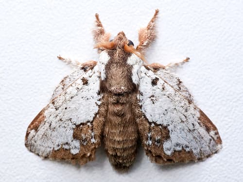 No widely accepted common name