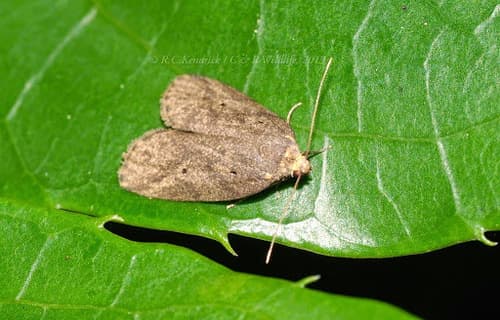Brown Eugoa Moth