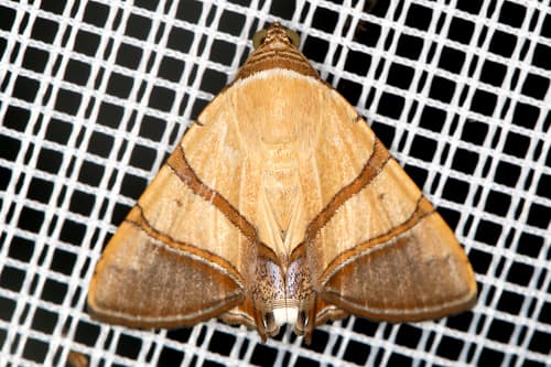 Juncida Moth