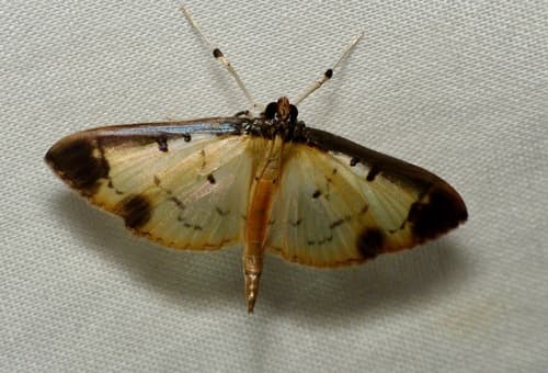 Concordalis Moth