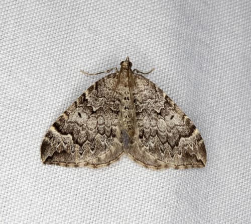 White-banded Carpet