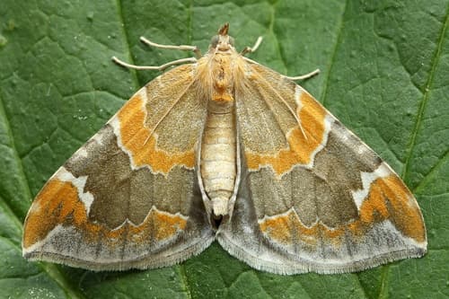 Eulithis pyropata