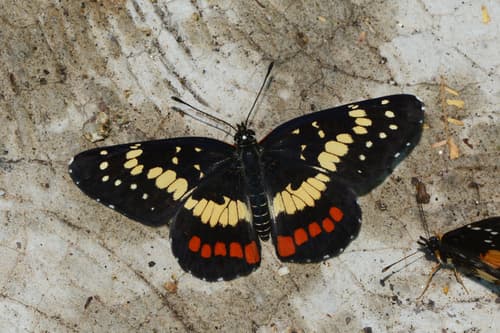 Eumeda Checkerspot