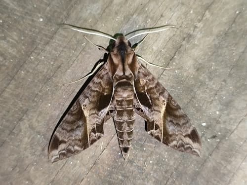 Triangular-spotted Sphinx