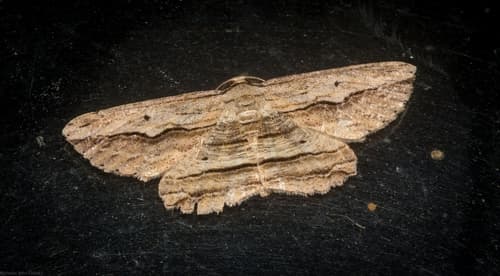 Euphronarcha luxaria