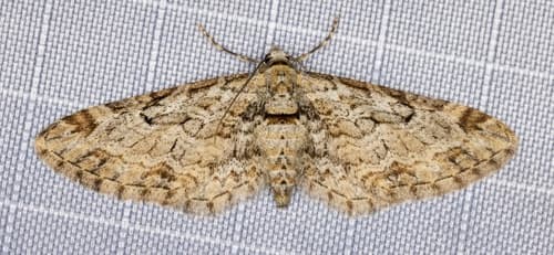 Zelmira Pug