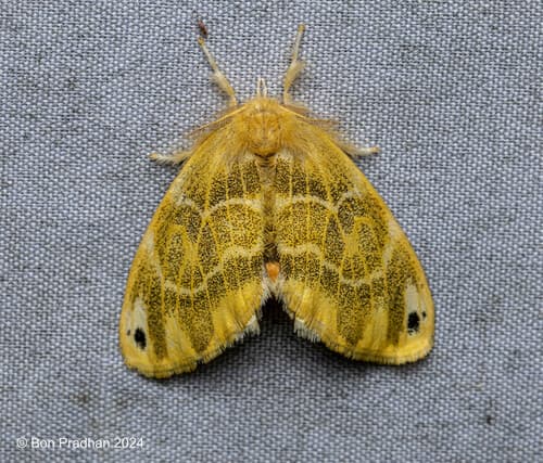 Euproctis kanshireia