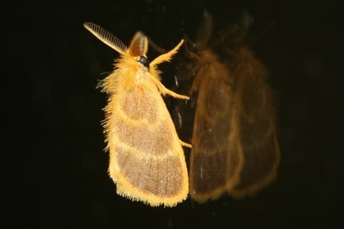 Tawny Tussock Moth