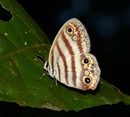 Euptychia westwoodi