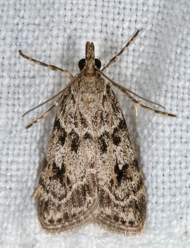 European Common Grey