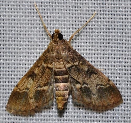 European Pepper Moth