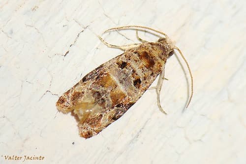 European Vine Moth