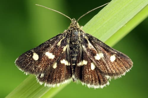 Spotted Sulphur Moth