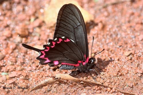 Lysithous Kite Swallowtail