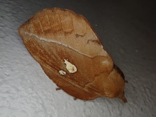 White-spotted Lappet