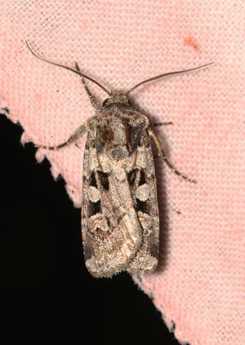 Recessed Dart Moth