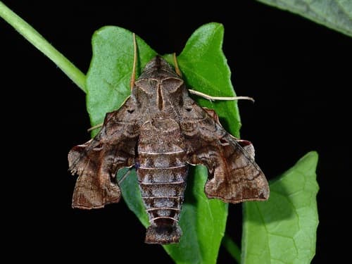 Even-banded hawkmoth
