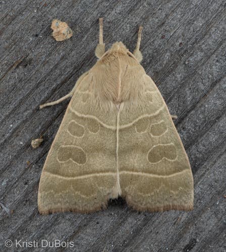 Even-lined Sallow