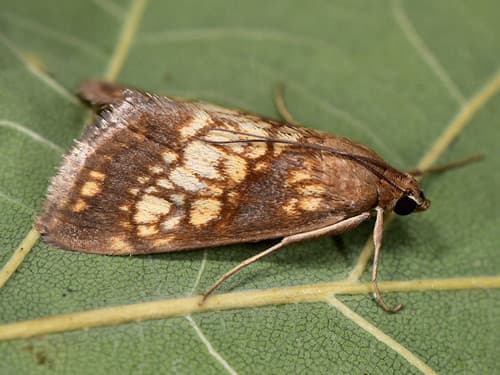 Evergestis politalis