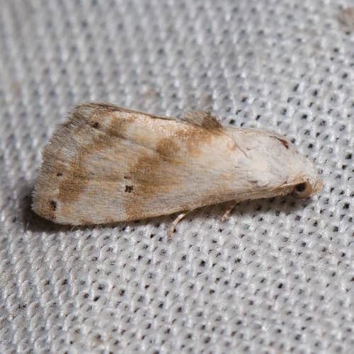 Everlasting Bud Moth