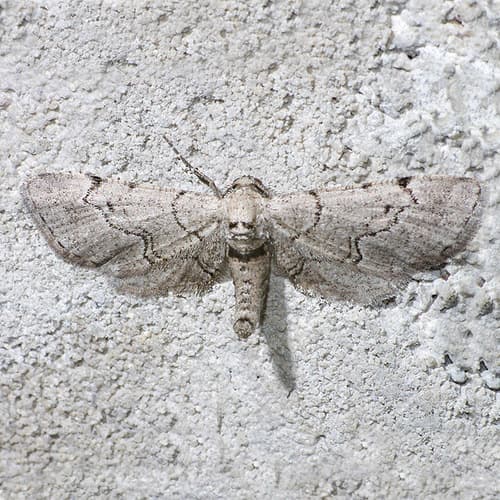 Exelis Moth