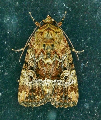 Exesa Midget Moth