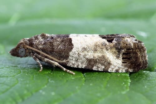 Eye-spotted Bud Moth