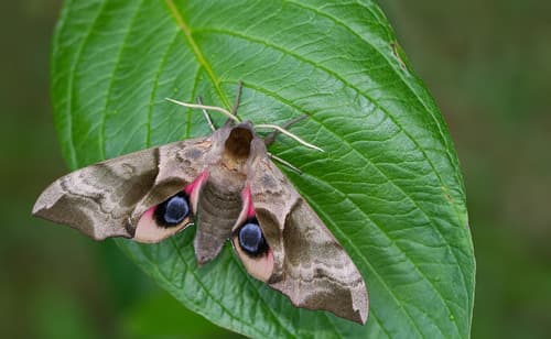 Eyed Hawkmoth