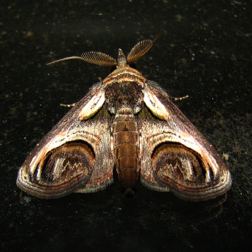 Eyed Paectes Moth