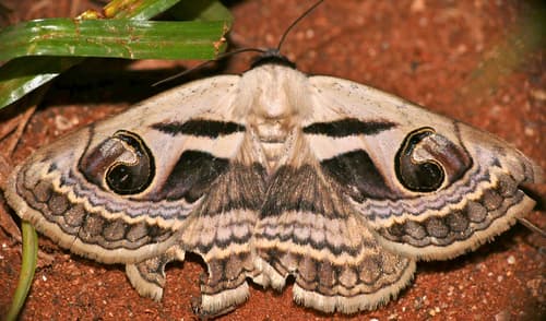 Faint Owl Moth