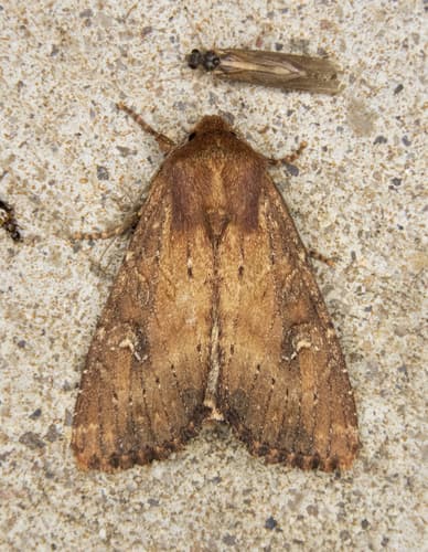 Faint-spotted Quaker