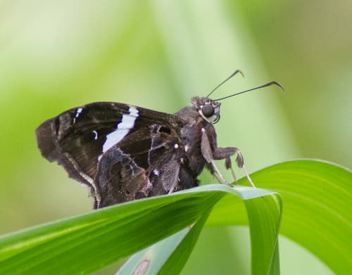 Falcate Skipper