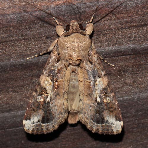 Fall Armyworm Moth