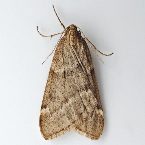Fall Cankerworm Moth