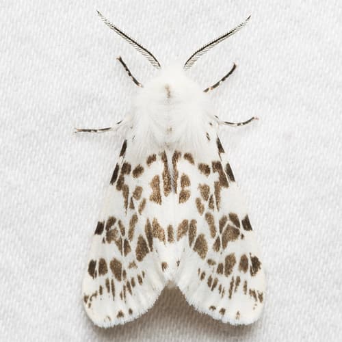 Fall Webworm Moth