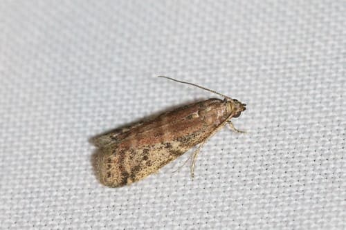 false cacao moth