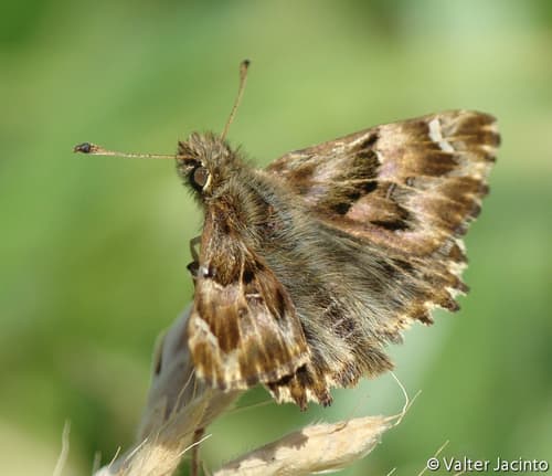 False Mallow Skipper