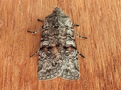 False Pinion Moth