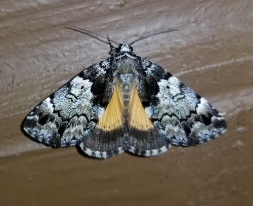 False Underwing