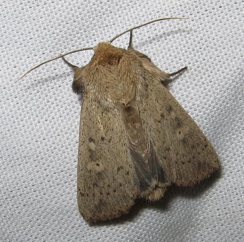 False Wainscot
