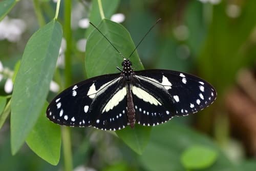 False zebra longwing