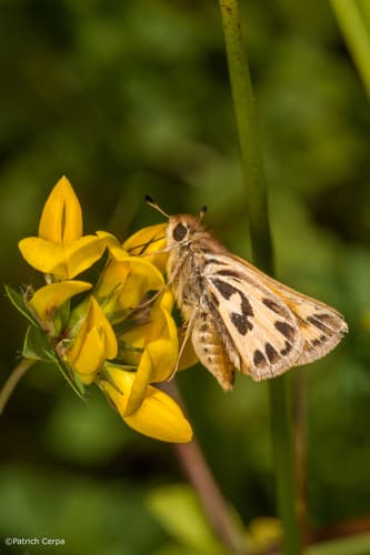 Fasciolata Skipper
