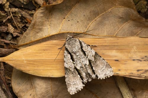 Fascionycta fasciata