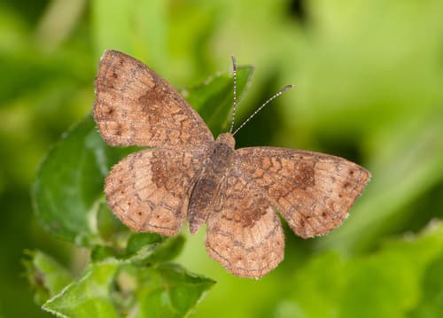 Fatal Metalmark