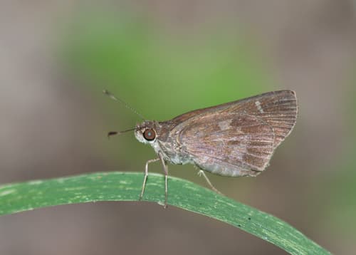 Fawn-spotted Skipper